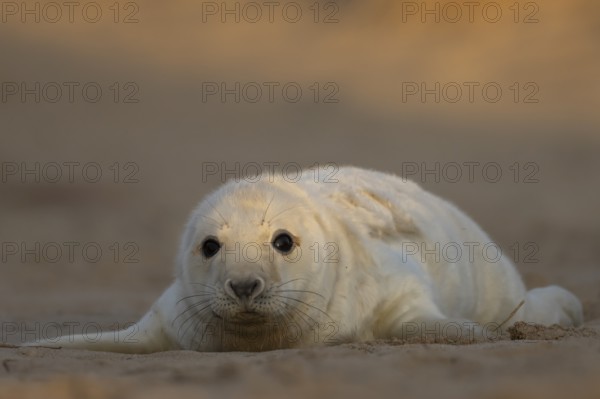 Grey seal (Halichoerus grypus) juvenile baby pup animal resting on a sand dune by a beach in winter, England, United Kingdom