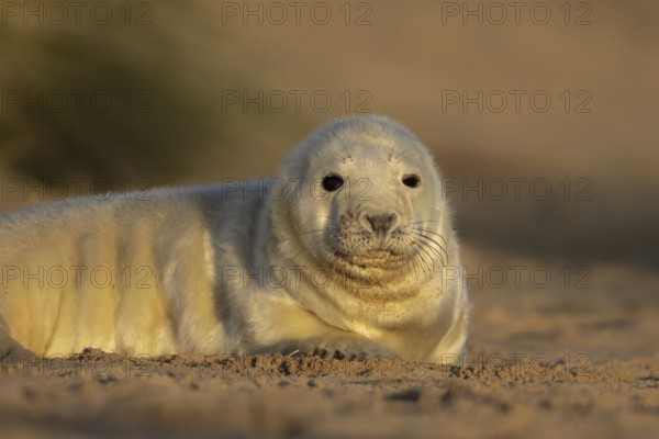 Grey seal (Halichoerus grypus) juvenile baby pup animal resting on a sand dune by a beach in winter, England, United Kingdom