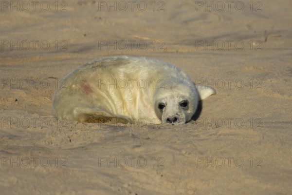 Grey seal (Halichoerus grypus) juvenile baby pup animal resting on a sandy beach in winter, England, United Kingdom