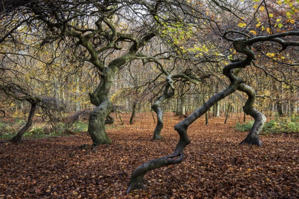 Süntelbuchen (Fagus sylvatica), cripple beeches, Hexenwald, Semper Forest Park, near Lietzow, Rügen, Mecklenburg-Western Pomerania, Germany