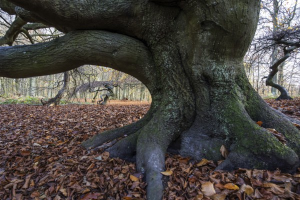 Süntelbuchen (Fagus sylvatica), cripple beeches, Hexenwald, Semper Forest Park, near Lietzow, Rügen, Mecklenburg-Western Pomerania, Germany