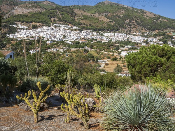 Cactus y Otras Suculentas 'Mora i Bravard', Botanical Garden, Botanic garden, cactus collection, village Casarabonela, Andalusia, Spain