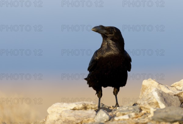 Raven (Corvus corax), semi-desert, Fuerteventura, Spain