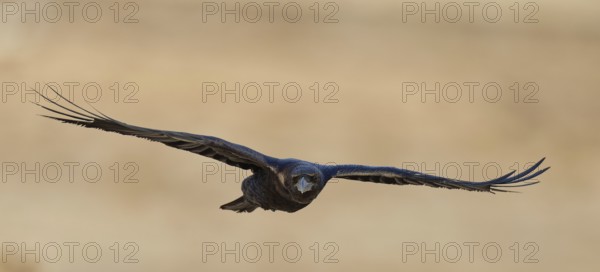 Raven (Corvus corax), flight, semi-desert, Fuerteventura, Spain