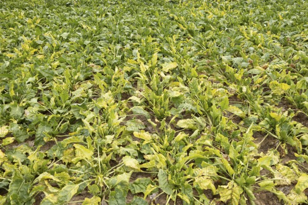 Sugar beet (Beta vulgaris) crop plants in a farm field infected with virus yellows plant pathogen, England, United Kingdom