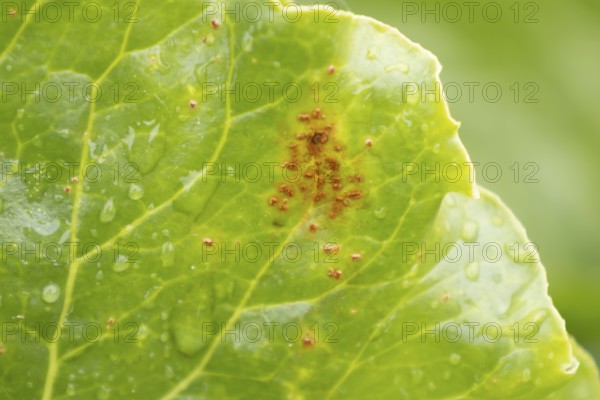 Sugar beet (Beta vulgaris) leaf with Rust (Uromyces betae) fungal plant pathogen disease, England, United Kingdom