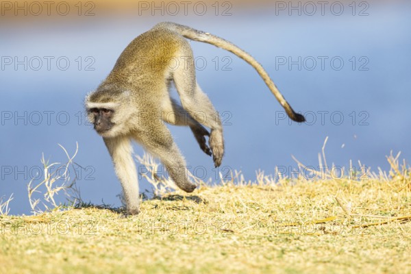 Vervet Monkey (Cercopithecus aethiops) South Luangwa NP Zambia August