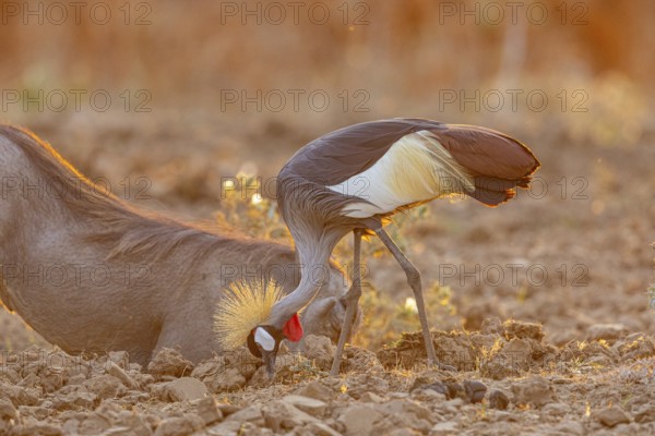 Crowned Crane (Balearica regulorum) and Worthog searching food South Luangwa NP Zambia August