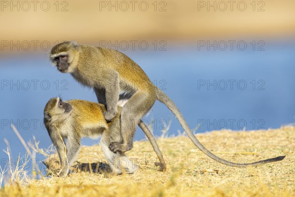 Vervet Monkey (Cercopithecus aethiops) mating South Luangwa NP Zambia August