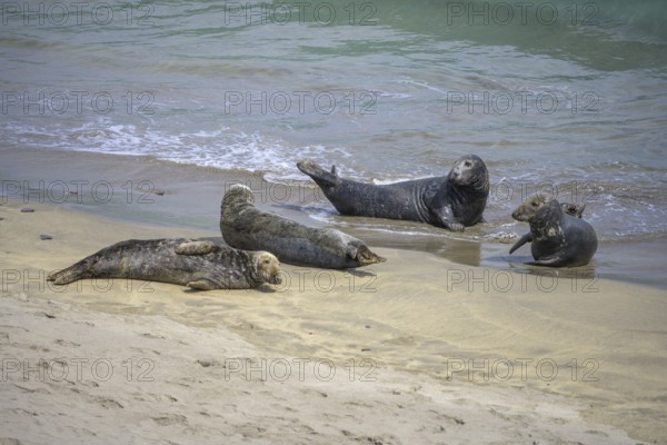 Seals on the beach, Great-Blasket Island, Dunquin, Kerry, Ireland