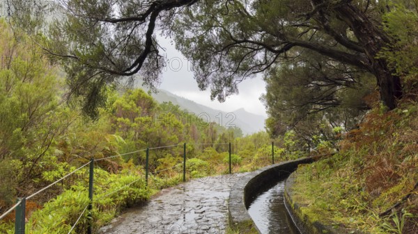 PR6 hiking trail to the 25 springs, along water channel, Levada das 25 Fontes, laurel forest, Rabacal nature reserve, Madeira, Portugal