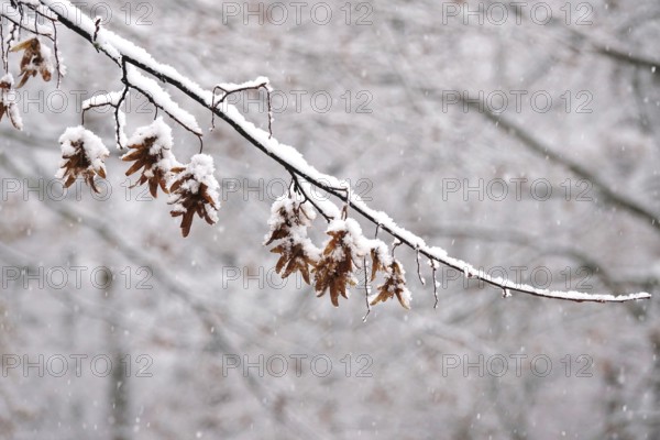 First snow on branches of trees, late autumn, Germany