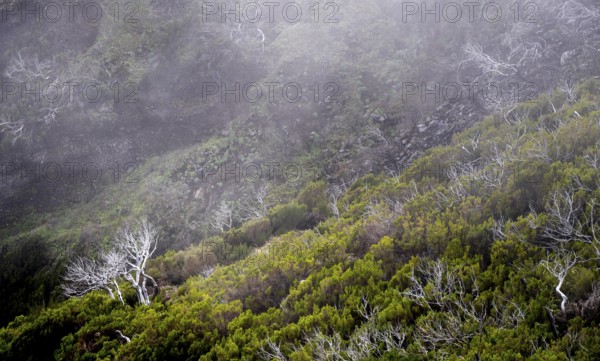 Burnt trees in fog, along hiking trail PR 1, 2 to Pico Ruivo, fog, Madeira, Portugal