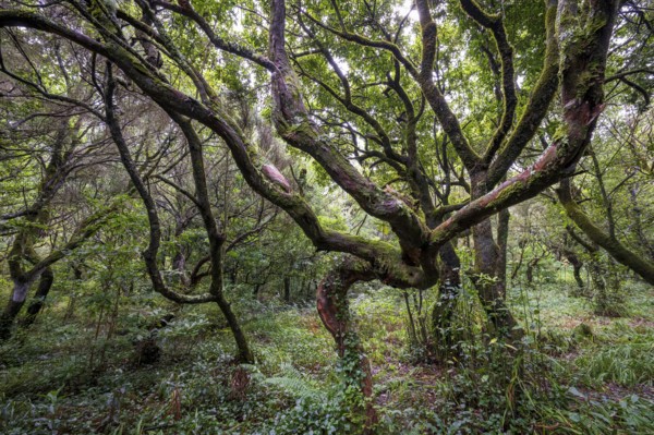 Laurel trees (Ocotea foetens) overgrown with moss and plants, old laurel forest, Laurisilva, Madeira, Portugal