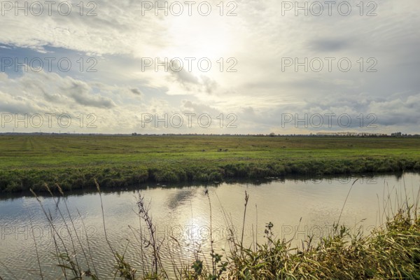 Moist meadows with reeds in the evening sun with the Hunte at Dümmer See, Lower Saxony