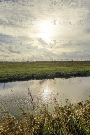 Moist meadows with reeds in the evening sun with the Hunte at Dümmer See, Lower Saxony