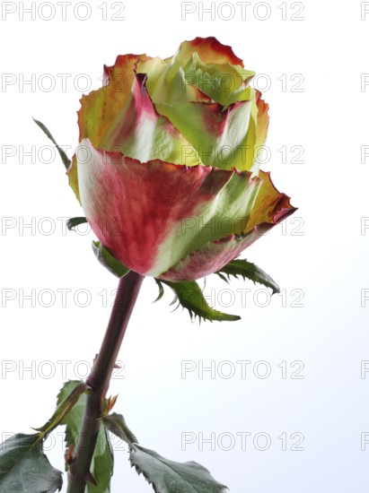 Hybrid rose (Rosa hybrida)