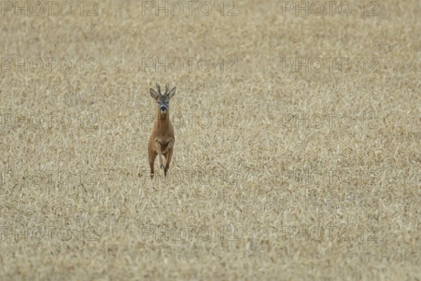 Roe deer (Capreolus capreolus) adult animal male roebuck running in a farmland wheat field in summer, England, United Kingdom