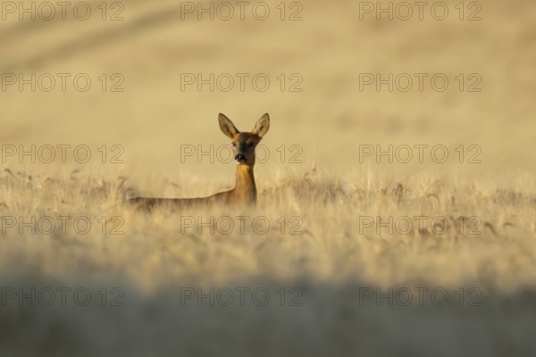 Roe deer (Capreolus capreolus) adult animal female doe in a farmland barley field in summer, England, United Kingdom