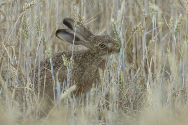 European brown hare (Lepus europaeus) adult animal feeding on a wheat sheath in a farmland field in summer, England, United Kingdom