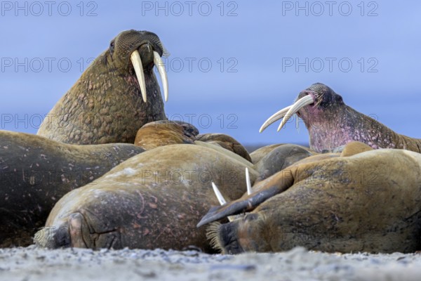 Atlantic walruses (Odobenus rosmarus) colony resting at terrestrial haulout / haul-out on beach along the coast of Svalbard / Spitsbergen in summer