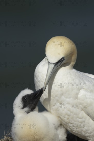 Northern gannet (Morus bassanus) adult parent bird and juvenile baby chick seabirds on a nest on a coastal cliff top in summer, RSPB Bempton cliffs nature resevre, Yorkshire, England, United Kingdom