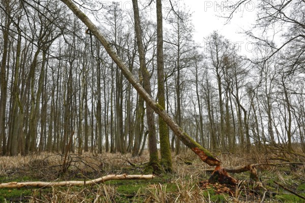 Beaver (Castor fibre), tree felled by a beaver, activities of a beaver, beaver cutting, Peene Valley nature park Park, Mecklenburg-Western Pomerania, Germany