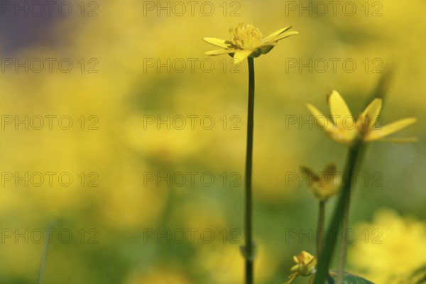 Lesser celandine (Ficaria verna, synonym: Ranunculus ficaria L.), flowers in a damp location, Peene Valley nature park Park, Mecklenburg-Western Pomerania, Germany
