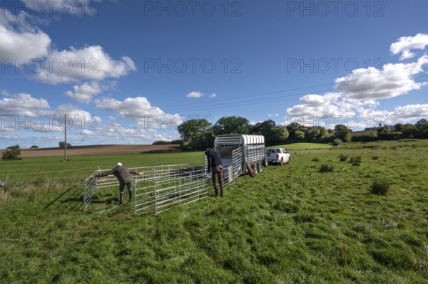 Shepherds build a ferch and prepare sheep load with a double-decker animal transporter on the pasture, Rehna, Mecklenburg-Vorpommenrn, Germany