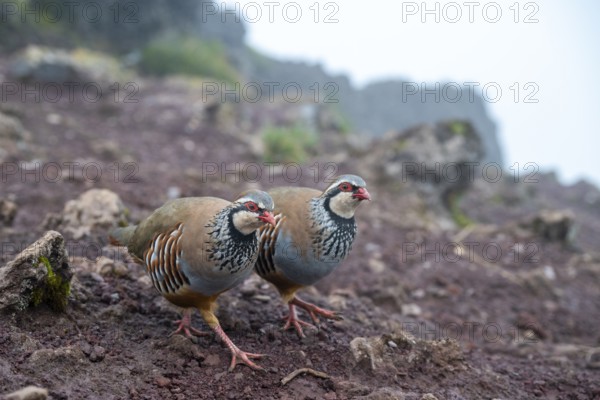 Red-legged partridge (Alectoris rufa), Madeira, Portugal