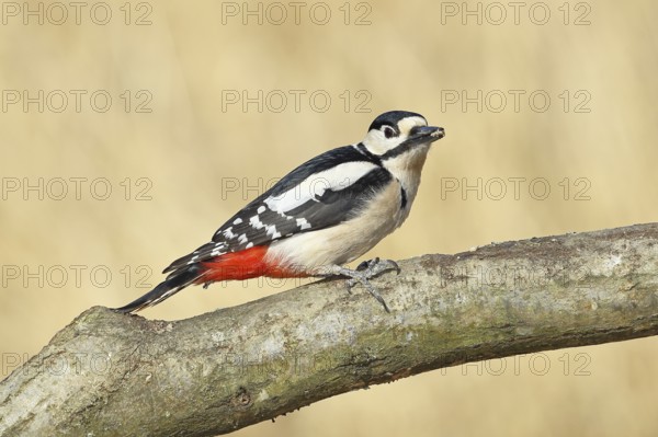 Great spotted woodpecker (Dendrocopos major), male, sitting on a branch, wildlife, animals, birds, woodpeckers, Wilnsdorf, North Rhine-Westphalia, Germany