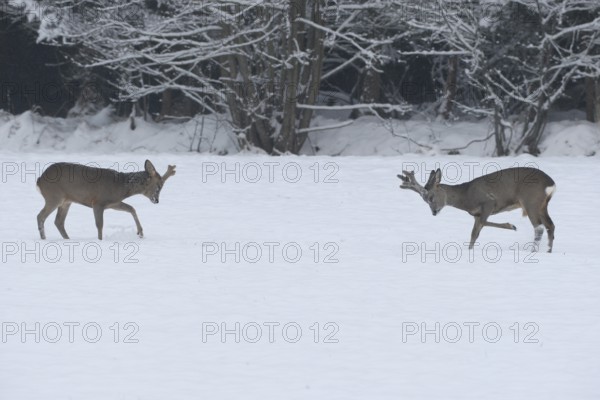 Roe deer (Capreolus capreolus) Bucks in velvet antlers sit with their forelegs in the snow on the meadow, imposing behaviour, Allgäu, Bavaria, Germany, Allgäu, Bavaria, Germany