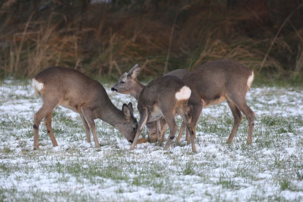 Roe deer (Capreolus capreolus) doe (left and right) and two buck fawns in the snow at the Kirrung on the meadow, Allgäu, Bavaria, Germany, Allgäu, Bavaria, Germany