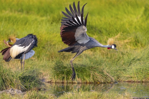 Crowned Crane (Balearica regulorum) courtship behavier South Luangwa NP Zambia August