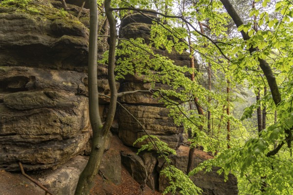 Rock formation and forest in the Bohemian Switzerland National Park near Hrensko, Czech Republic