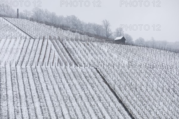 Snowy vineyards in the Stuttgart region in winter. Winter view of the vineyards in Fellbach, Kappelberg, Germany