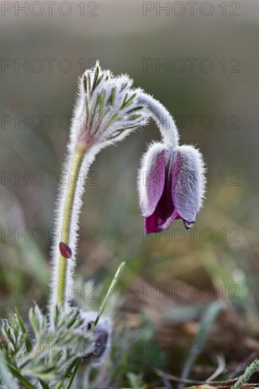 Meadow Pasque Flower, Meadow Pasque Flower, Black Pasque Flower (Pulsatilla pratensis), flower in the morning with dewdrops, Peene Valley nature park Park, Mecklenburg-Western Pomerania, Germany