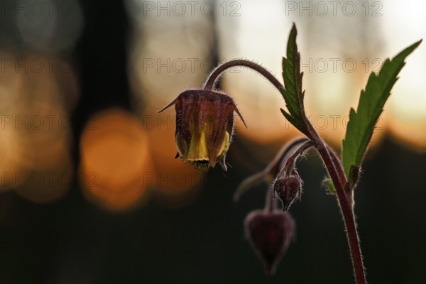 Brooklime (Geum rivale), flowering in the evening light, Peene Valley nature park Park, Mecklenburg-Western Pomerania, Germany