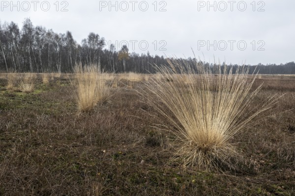 Pipe grass (Molinia caerulea) in the moor, Emsland, Lower Saxony, Germany