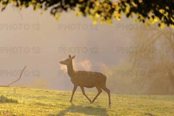 A herd of red deer cows (Cervus elaphus) standing on a meadow in backlit condition. Fog covers the forest in the background. Bavaria, Germany