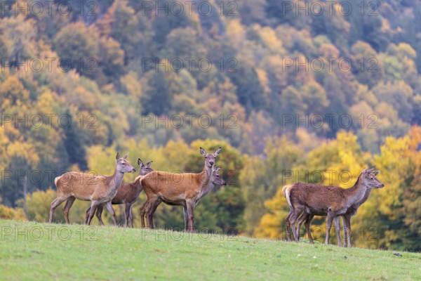 A herd of red deer cows (Cervus elaphus) stands in a meadow. In the background, a forest can be seen in autumnal colors. Bavaria, Germany