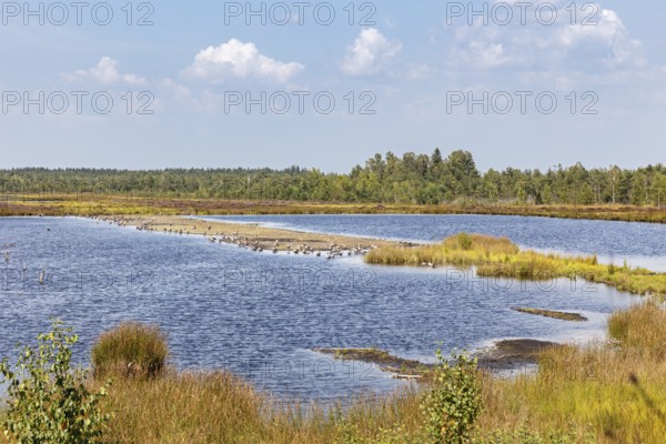 D, Sterntaler, Felze