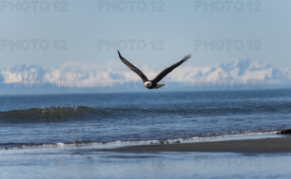 Bald eagle (Haliaeetus leucocephalus) in flight, Anchor Point at Cook Inlet, white mountain peaks of the Aleutian chain in the background, Anchor River State Recreation Area, Alaska, USA