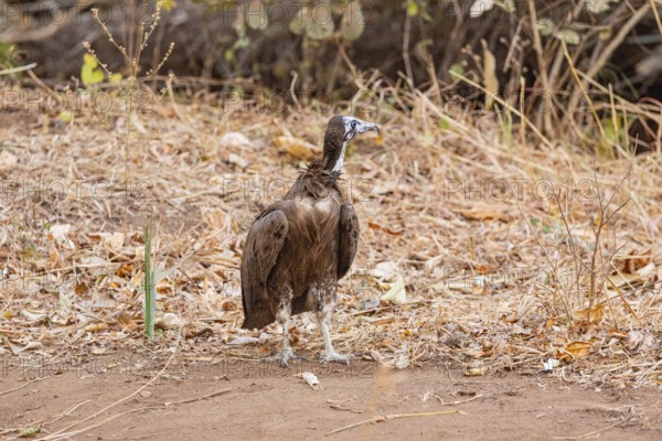 Black-capped vulture (Necrsoyrtes monachus) Zambia