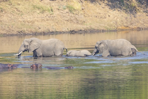 Family of the African elephant (Loxodonta africana) crossing the Luangwa River in Zambia