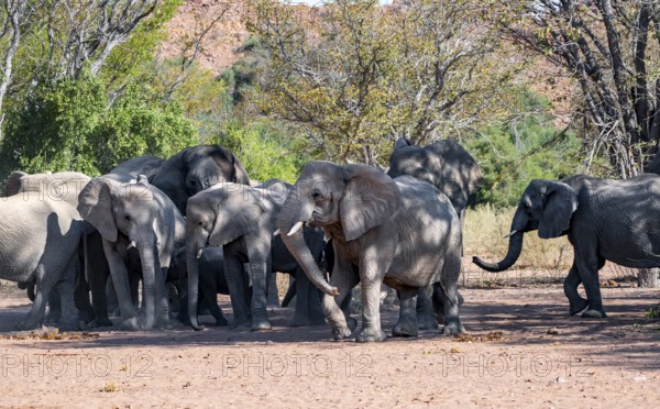 Herd of African elephants (Loxodonta africana), desert elephants, riverbed of the Ugab River, Damaraland, Kunene region, Namibia