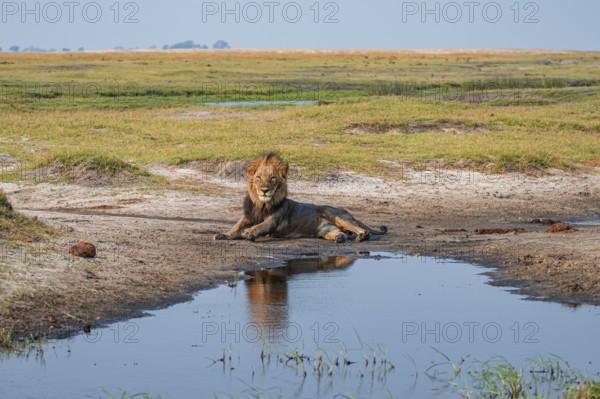Maned lion, lion (Panthera leo), Ihaha, Chobe National Park, Botswana
