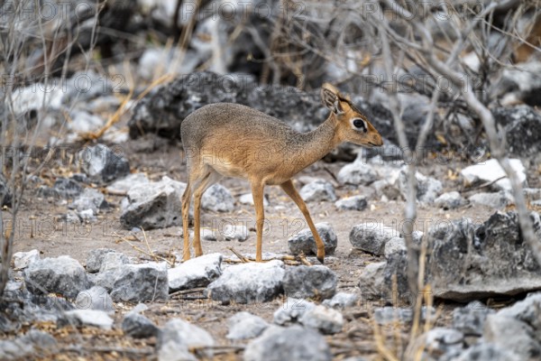 Damara dik-dik or kirk dik-dik (Madoqua kirkii), adult animal in the undergrowth, Etosha National Park, Namibia