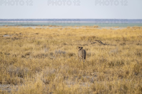 Cheetah (Acinonyx jubatus) running in dry savannah, Etosha National Park, Namibia