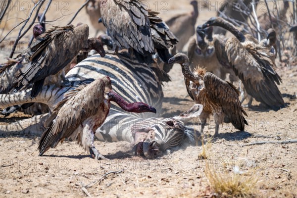 White-backed vulture (Gyps africanus) with bloody head sitting on the head of a dead plains zebra (Equus quagga), vultures feeding on the carcass, Etosha National Park, Namibia